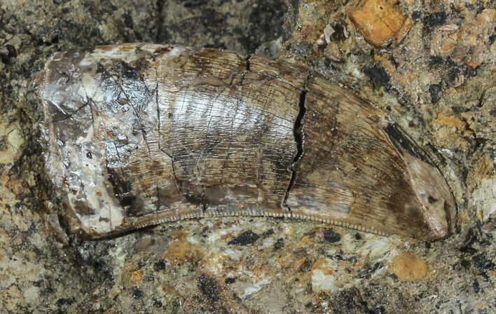 Tyrannosaur (Undescribed) Tooth In Situ - Aguja Formation, Texas #88856